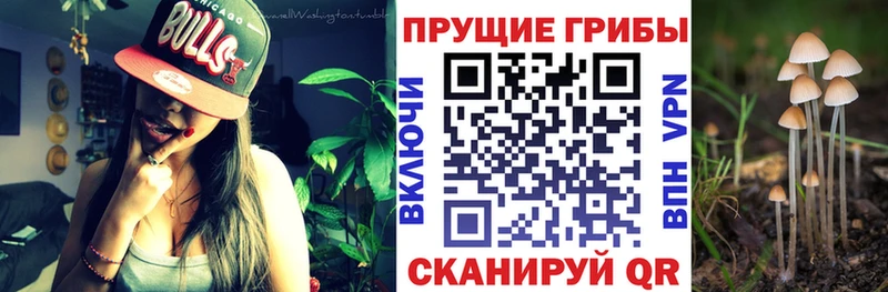 Псилоцибиновые грибы прущие грибы  Курганинск 